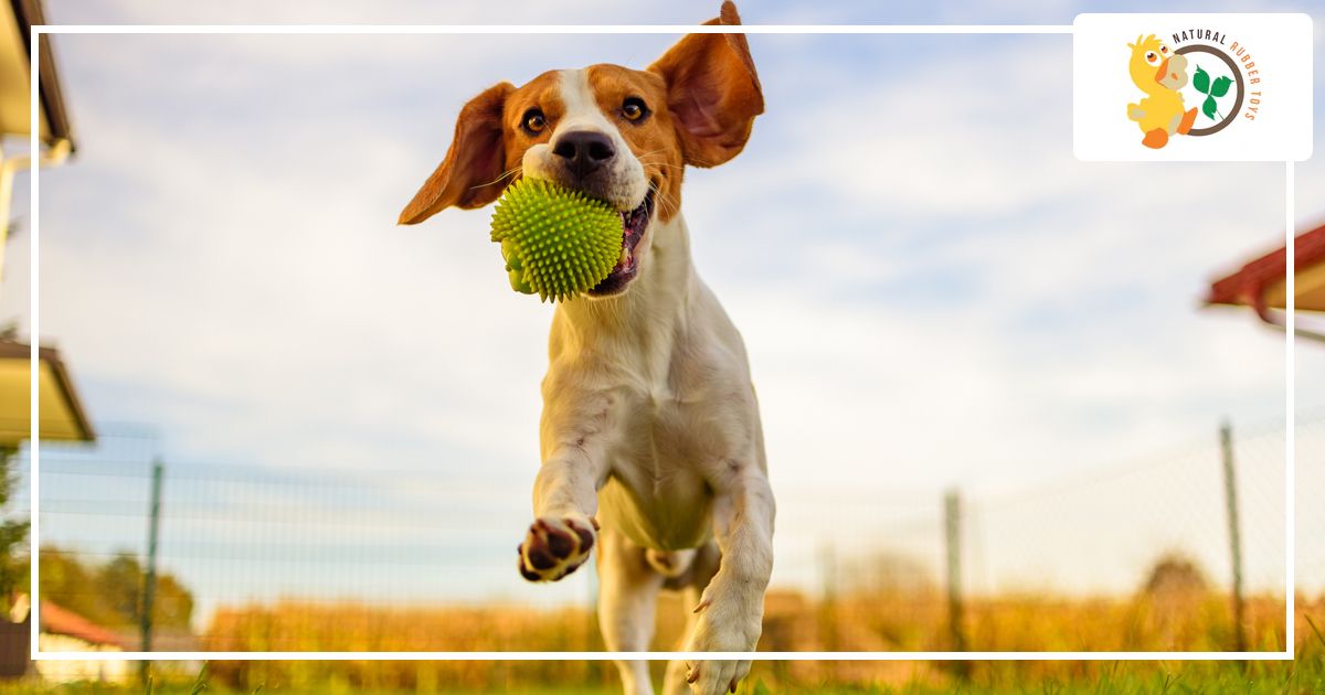 MushroomAndCo's tweet photo. Catch, Fetch, and other Fun Games for Your Dog - "Catch and play" dog games are a great way to engage with your canine companion and provide both physical exercise and mental stimulation.

Read More: https://t.co/X2m8foqARm 

#doglovers #doglife #pets https://t.co/8sm1Wm7nl6