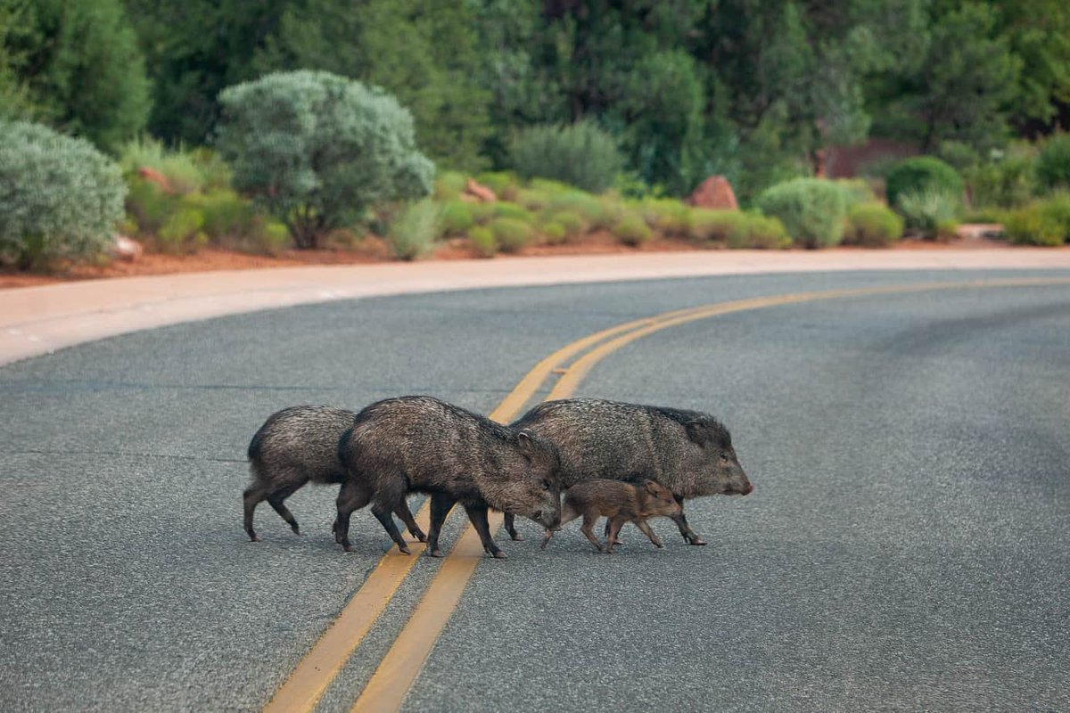 critical support for the javelina as they lead the war on arizona golf courses