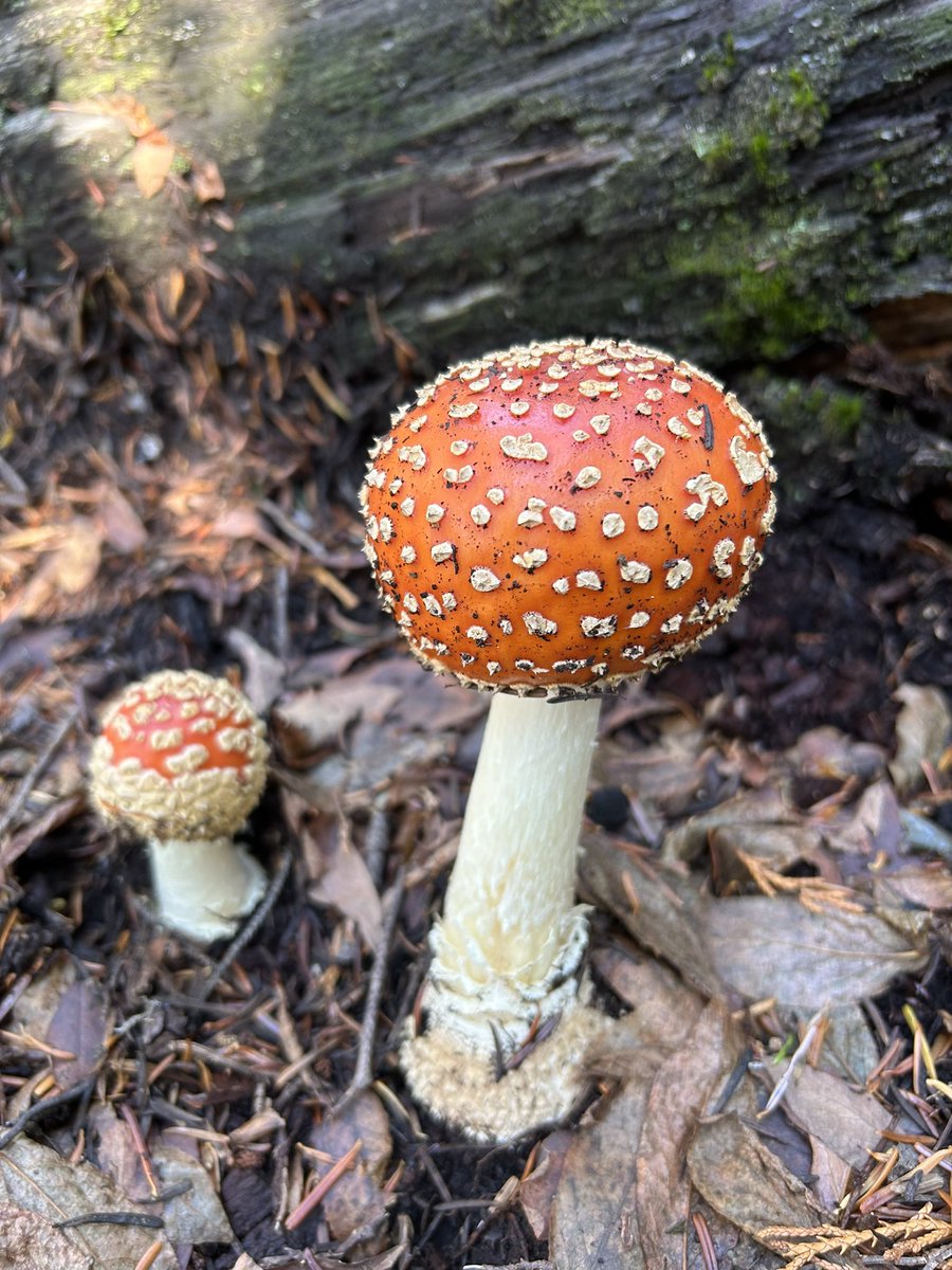 ManasikAbdu_MD's tweet image. This breathtaking view is definitely worth an early morning 4 hrs hike to make it back on time for #PGCourse @AmCollegeGastro 🍁

Always packing a hiking boots next to my heels 🥾 👠 

Thanks for Zoom interviews, we got to make awesome likeminded friends @iyengar_meera ✨…