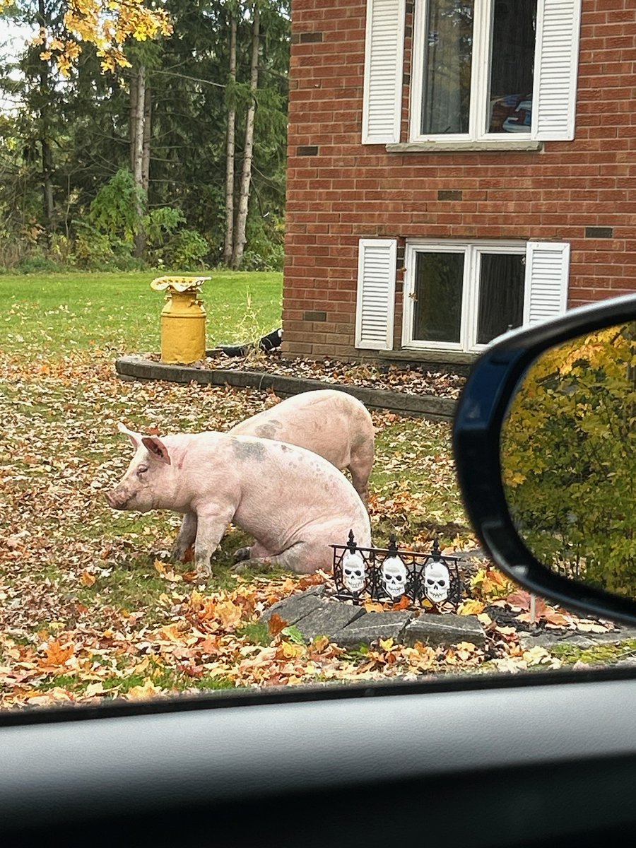 Wandered onto my lawn if anyone is missing these 2 gems!