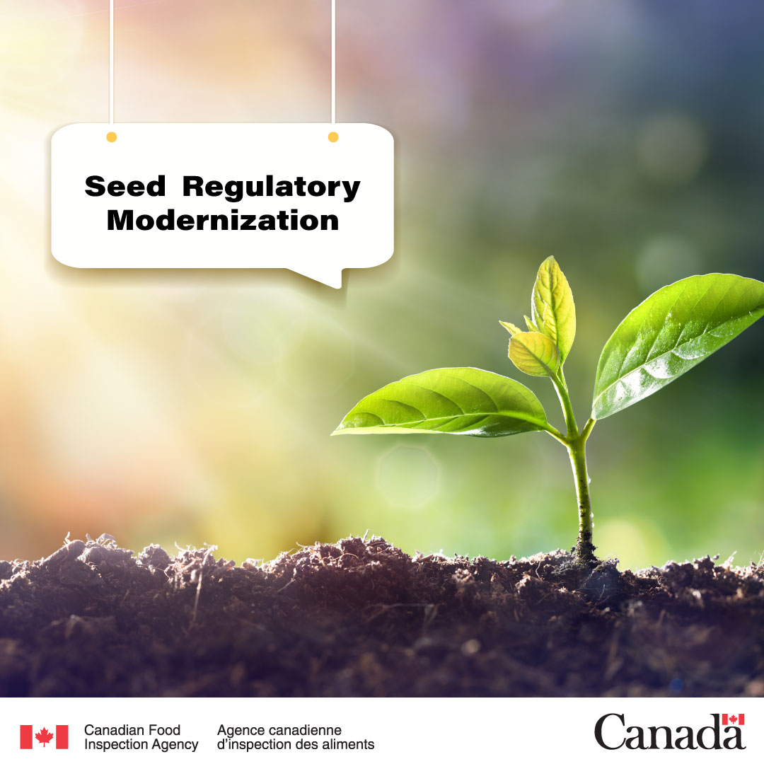 InspectionCan's tweet photo. During our #Seed Regulatory #Consultation last winter, we received feedback from 315 respondents! 🌱
This feedback will help us modernize the regulations.
Curious to know what we heard? https://t.co/gyCk9rFo9i
#TellCFIA https://t.co/zdsI39ZKuN