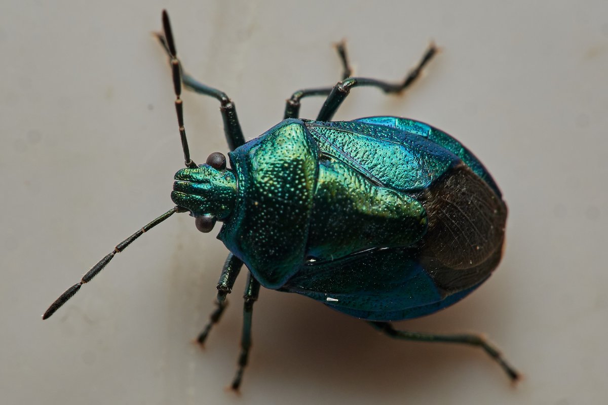 A Blue Shieldbug, Zicrona caerulea, seen in Telford yesterday with @vc40ladybirds . Always a treat!