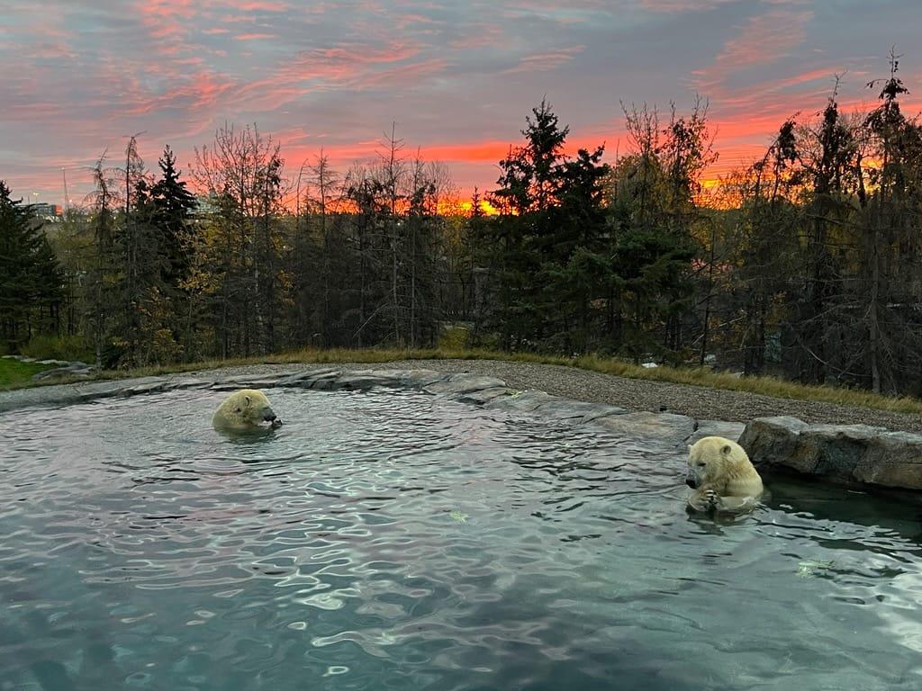 There's nothing like a morning dip. 🌅

#YourZooYYC #WildCanadaYYC
