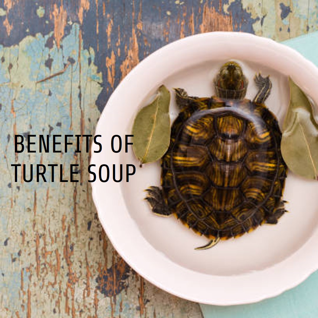 #AI generated images needs some improvements. #ArtificialIntelligence #AImarketing #Foodie #turtle #funny