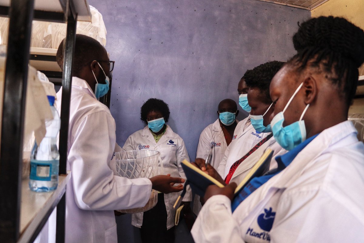 Our officers and government officials from <a href="/NaCORIUganda/">National Coffee Research Institute Uganda (NaCORI)</a> paid a visit to the <a href="/CETC_IL/">Current and Emerging Threats to Crops Lab</a> lab in Machakos, Kenya, to explore the mass production of #parasitoids.

'<a href="/plantvillage/">PlantVillage</a> intends to expand the project to Uganda to intensify the fight against the fall armyworm.

🇰🇪 🤝 🇺🇬