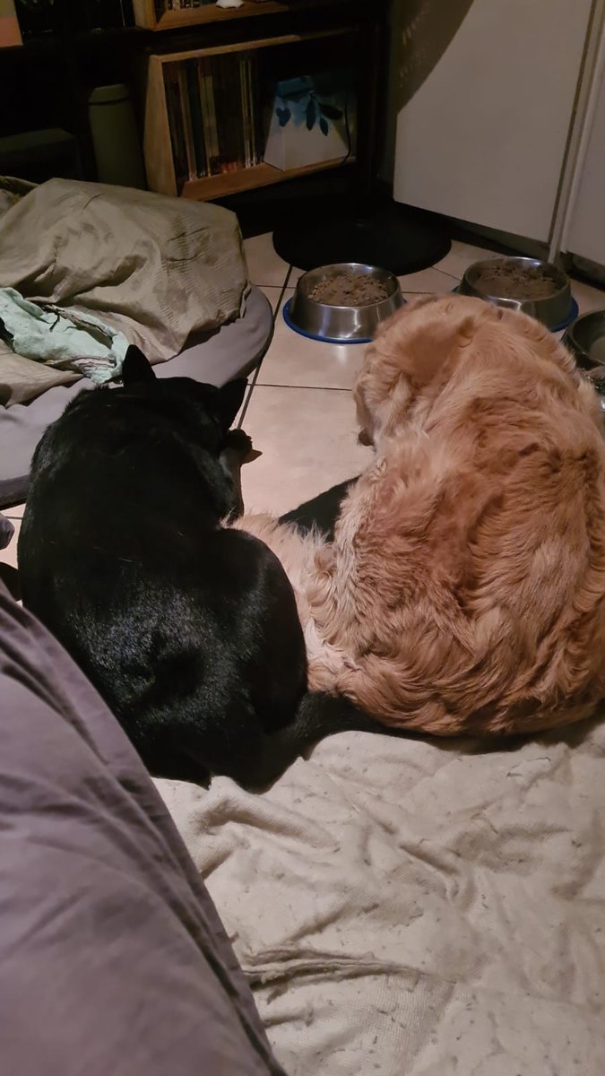 SarahFrew10's tweet photo. Missing dogggo post!!! That's right I've missed the last 2 weeks but not to worry I'm back! Rumor had it, that they won't leave each others side! https://t.co/va4nX8CUy8