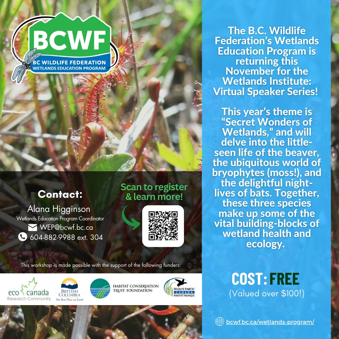 November's Wetlands Institute Virtual Series by B.C. Wildlife Federation is near! Uncover the "Secret Wonders of Wetlands" – beavers, bryophytes &amp; bat nights. Dive deep with us into wetland wonders. Register now! >>> bit.ly/3r4Fxkn 🌱🦇#WetlandsWonder