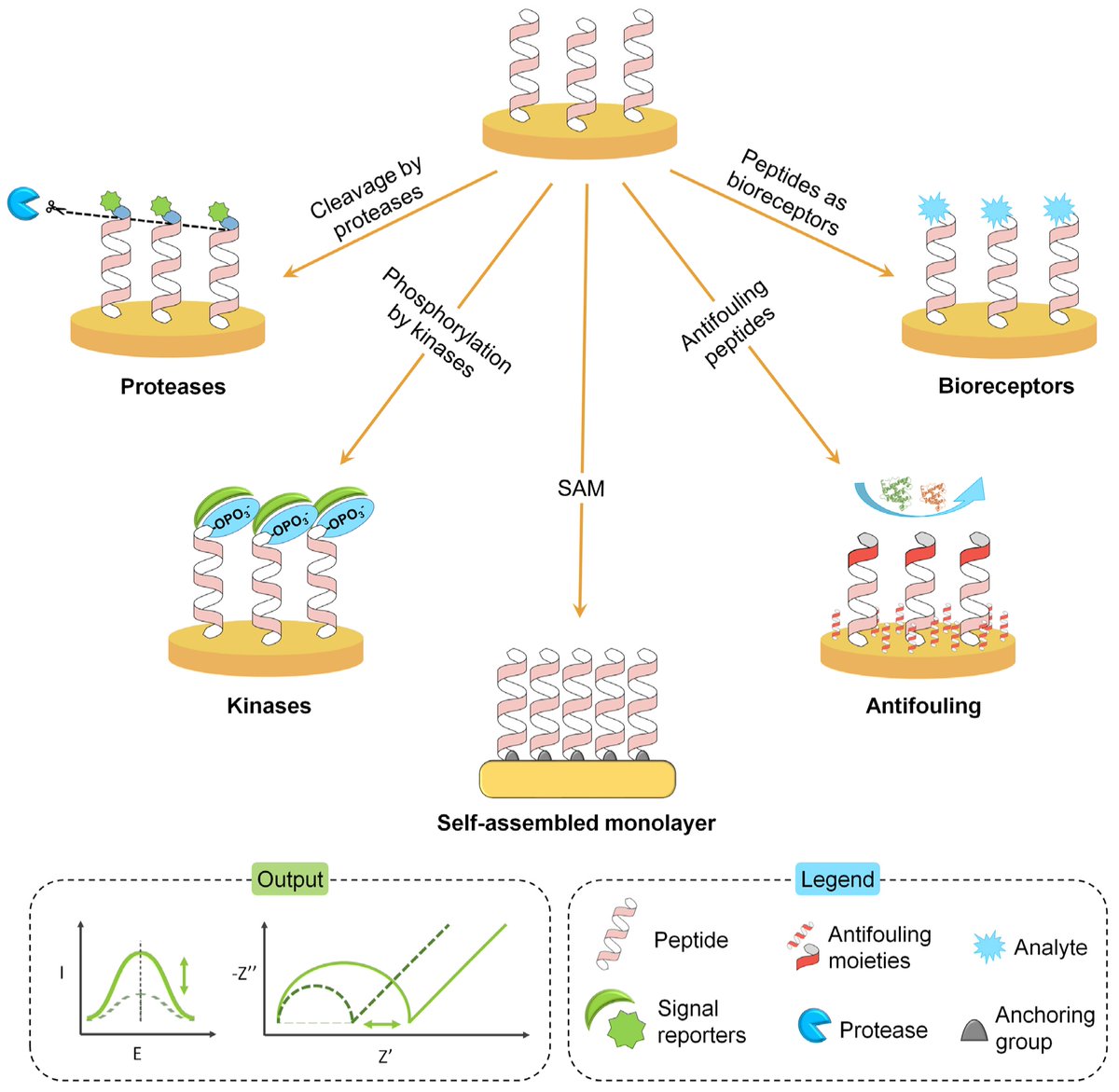 Biosensors_MDPI's tweet photo. #Review
The Role of #Peptides in the Design of #Electrochemical #Biosensors for Clinical #Diagnostics by Patrick Severin Sfragano, et al.
https://t.co/UpSG4uLStw

@MDPIOpenAccess @CaFoscari @UNI_FIRENZE 
#antifouling #protease #biomarker #bioreceptor #openaccess https://t.co/AZaHInkiYS