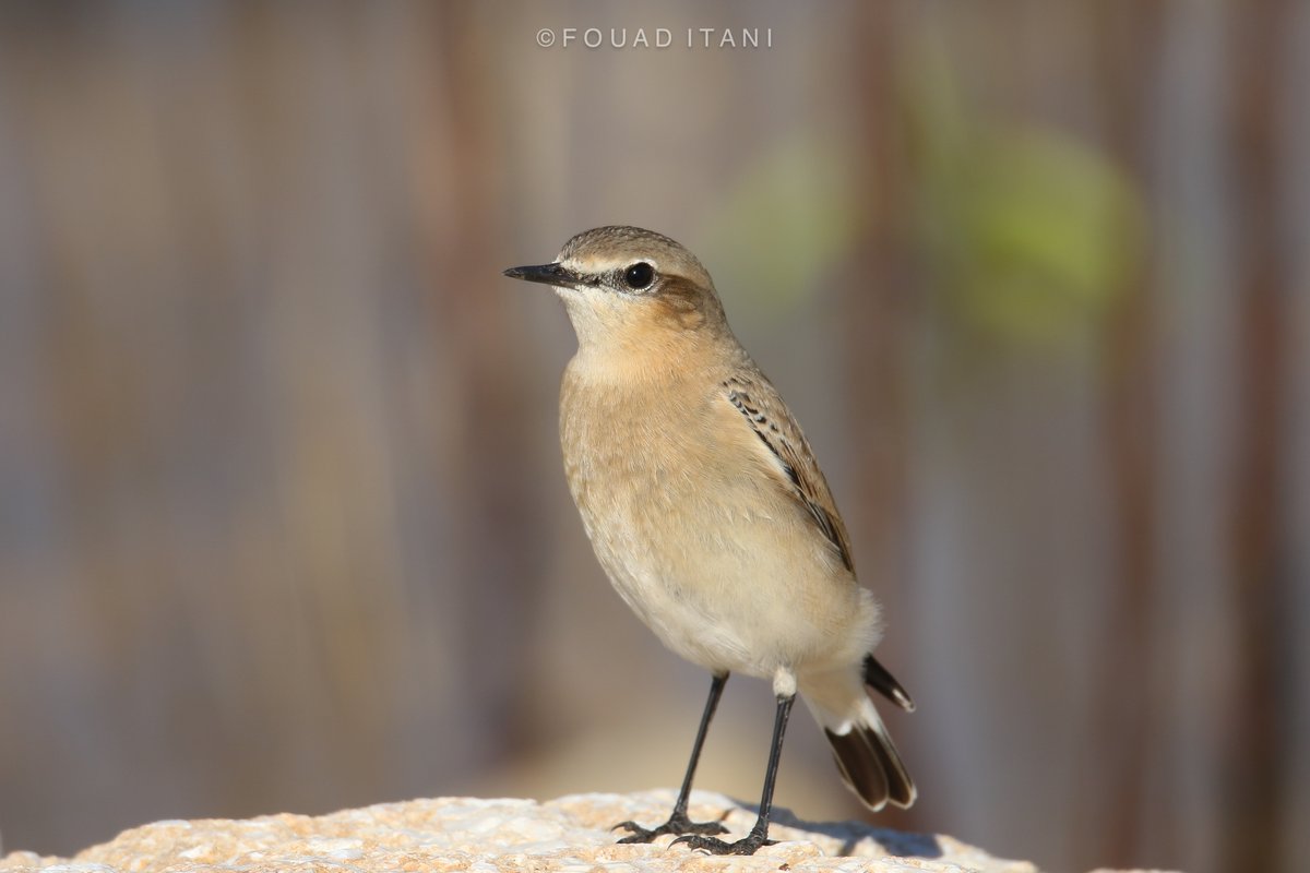 BirdLebanese's tweet photo. We're excited to share that our president and avian expert, Mr. Fouad Itani, has contributed to the "Wadi El Karm" project.
He identified Bird Watching Spots and created a comprehensive Training Program for the Agri-youth team, covering both theoretical and practical sessions. https://t.co/UuGKQh11Vs