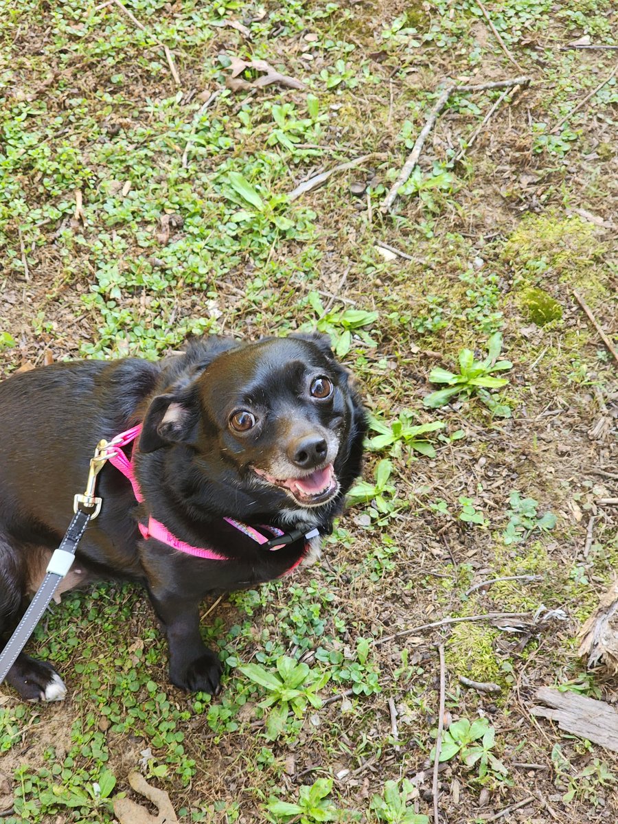 JoshButterwort3's tweet photo. @gunsnrosesgirl3 My pup Lucy 🐶 😀 https://t.co/xsR8PawDYD