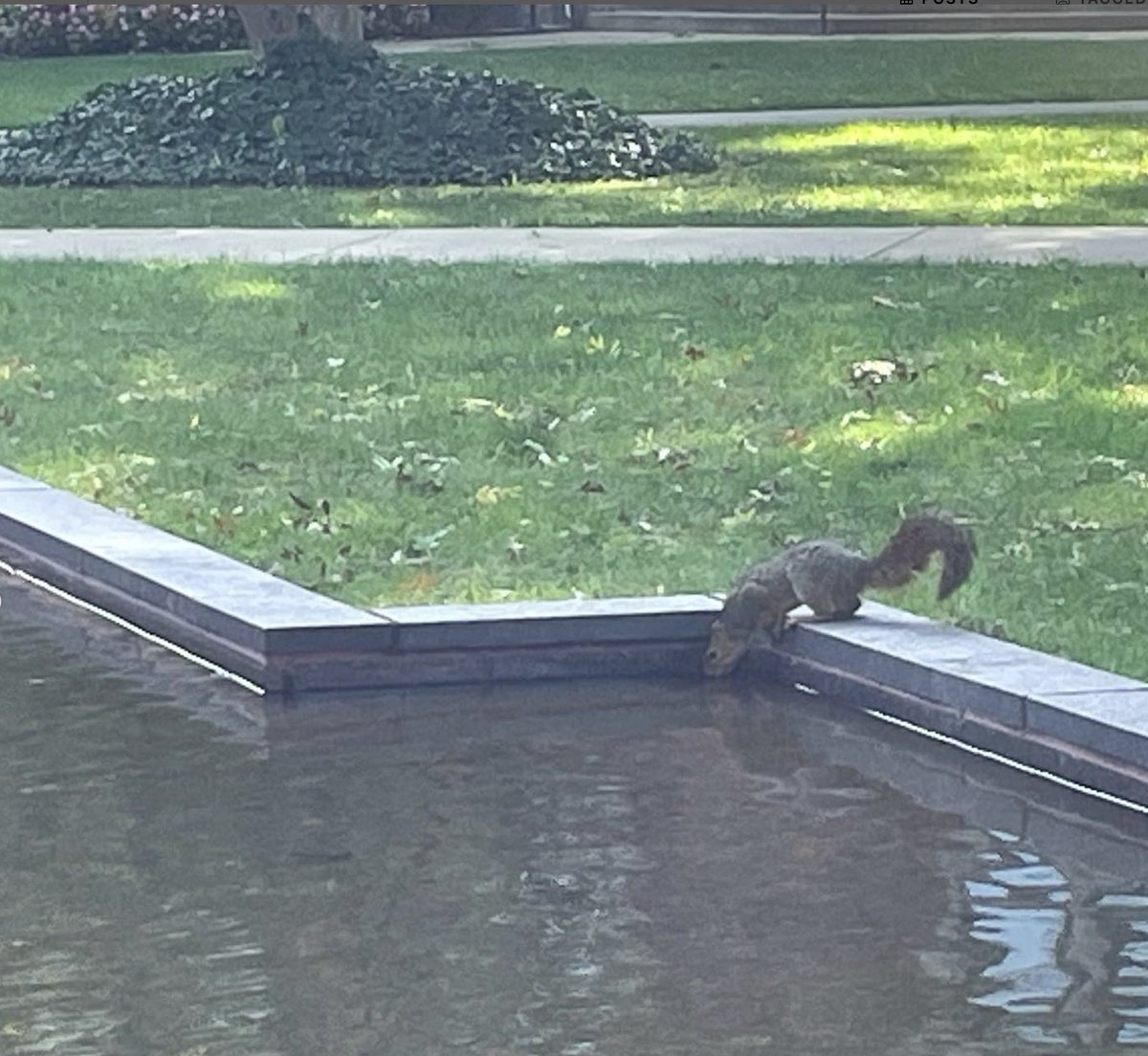 CWRUAdmission's tweet photo. Did you know October is National Squirrel Month? Shoutout to our beloved @CWRU campus squirrels. They sure know how to keep campus life interesting! #SquirrelMonth #CWRUSquirrels #ViewCWRU https://t.co/cL0fcd017E