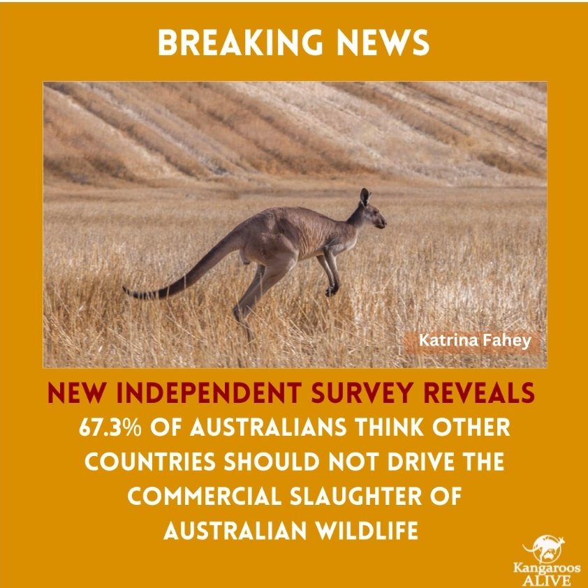 'Kangaroos on the Australian landscape Survey shows what we think about protecting kangaroos.'
- @kangaroosalive
#WorldKangarooDay