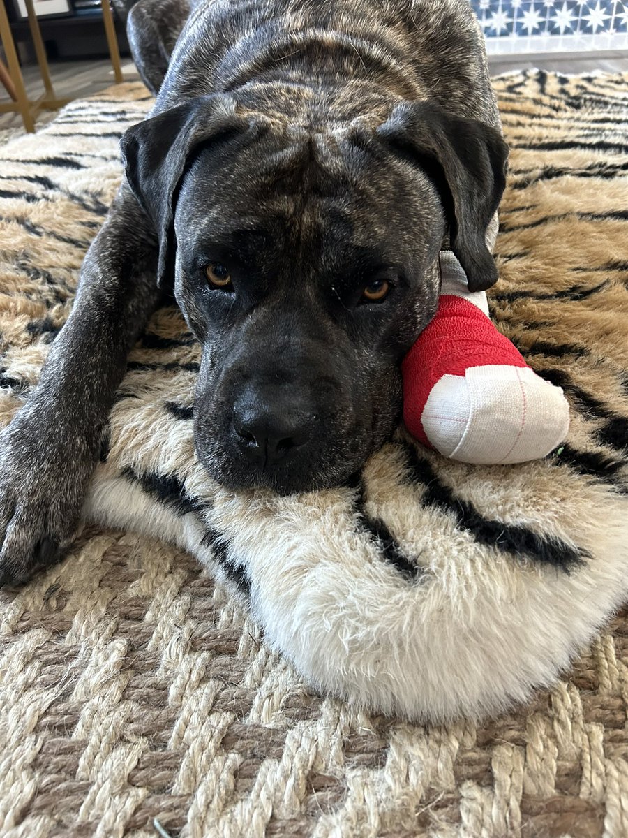 bwrecka's tweet photo. When it’s #RedOctober and you hurt your paw, you get @Phillies colors. Looks like someone is ready to steal a few bases! #Phillies @bryceharper3 @MikeTrout @PhilliesCBP #PresaCarnio #RescueDog https://t.co/B8ihWTiqVq
