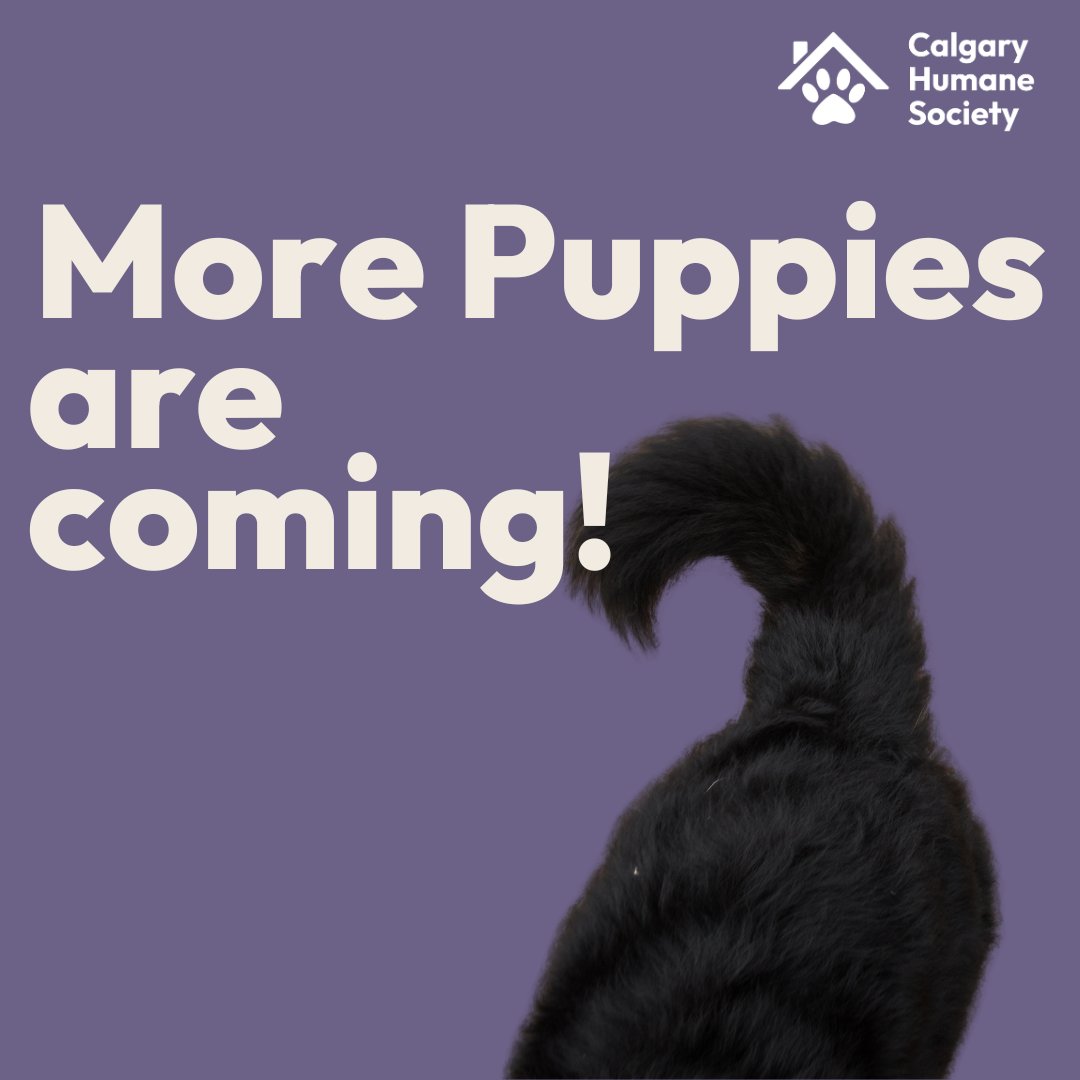 Calgary Humane Society tweet media