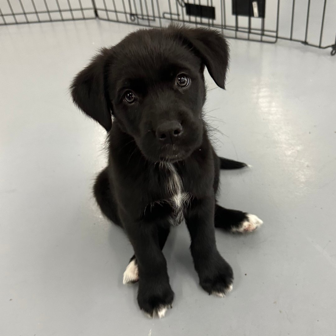 Calgary Humane Society tweet media