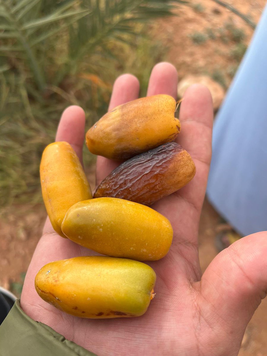 WeSolidarite's tweet photo. Un de nos followers a planté, il y’a un an et demi, une dizaine de dattiers afin de faire revivre les terres de ses grands parents. 

Chacun d’entre nous devrait en faire de même. 

📍Afanour - Tinghir https://t.co/Bk5TAtOWyH