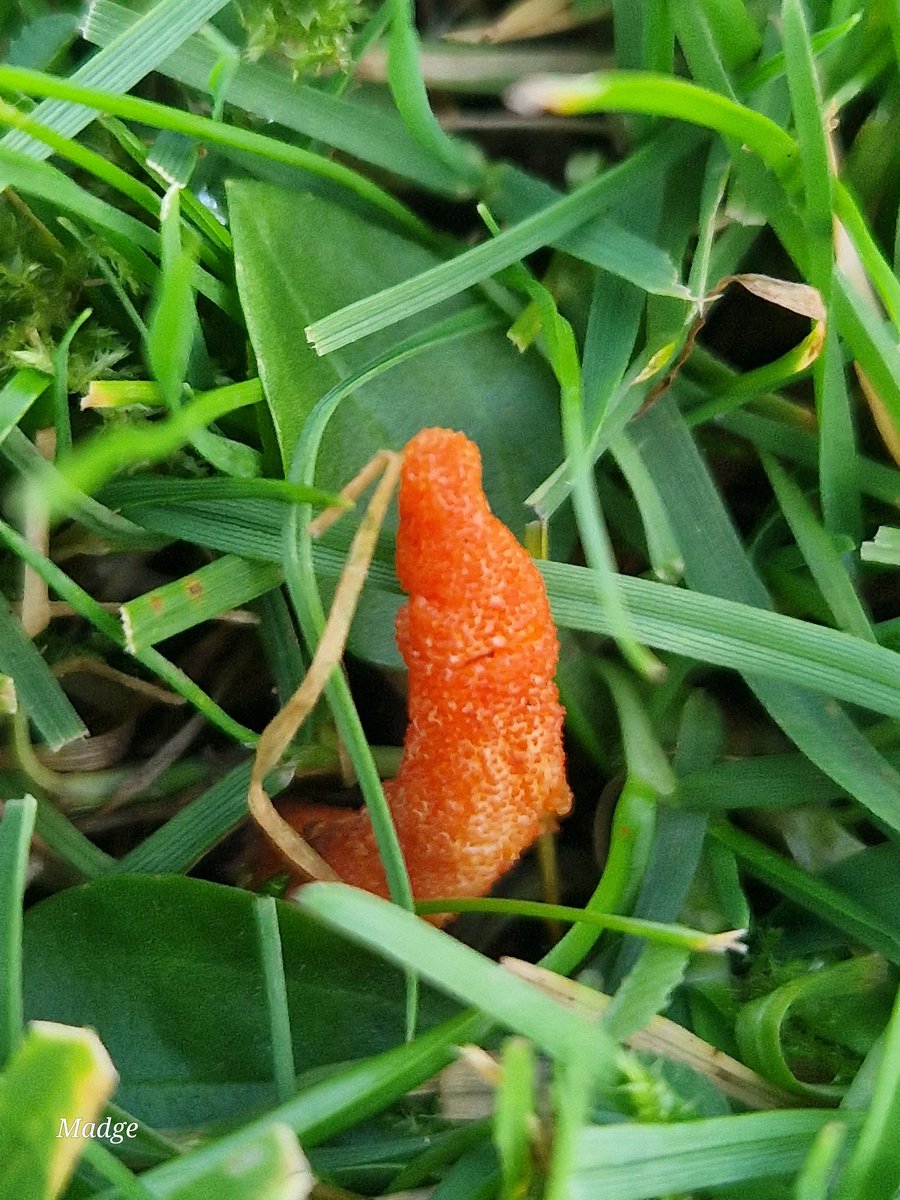 #cordycepsmilitaris for #mushroommonday