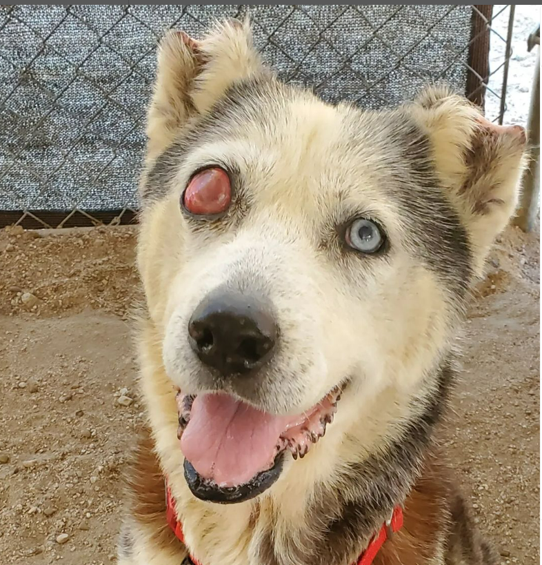 mapleveewesem's tweet photo. Golden Years is looking for a long term foster for our sweet CARNATION (fka Candy Corn at Downey CA). She needs a home where she can be the only dog. Please read Susan's notes ๐ Foster application and donation button on the website:
https://t.co/EOgkfCmrqn
#A5584201 https://t.co/beA4ZIzkqE