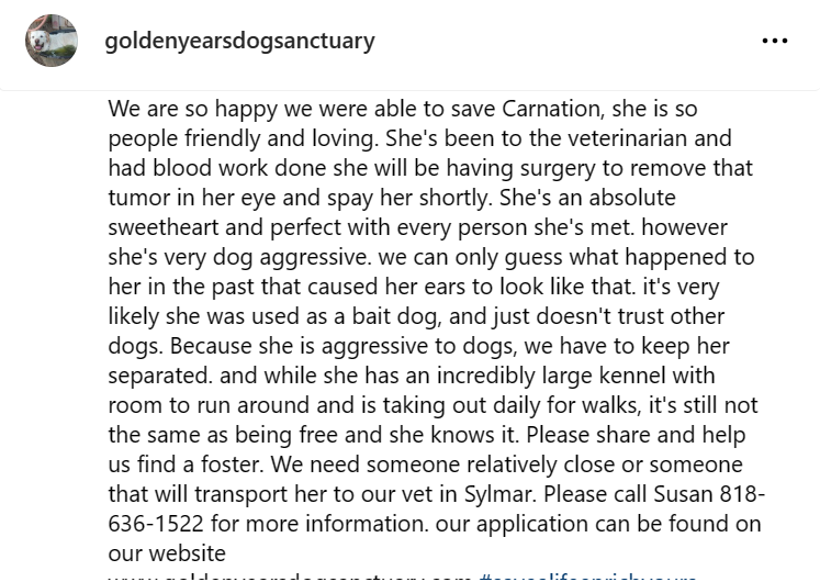 mapleveewesem's tweet photo. Golden Years is looking for a long term foster for our sweet CARNATION (fka Candy Corn at Downey CA). She needs a home where she can be the only dog. Please read Susan's notes ๐ Foster application and donation button on the website:
https://t.co/EOgkfCmrqn
#A5584201 https://t.co/beA4ZIzkqE