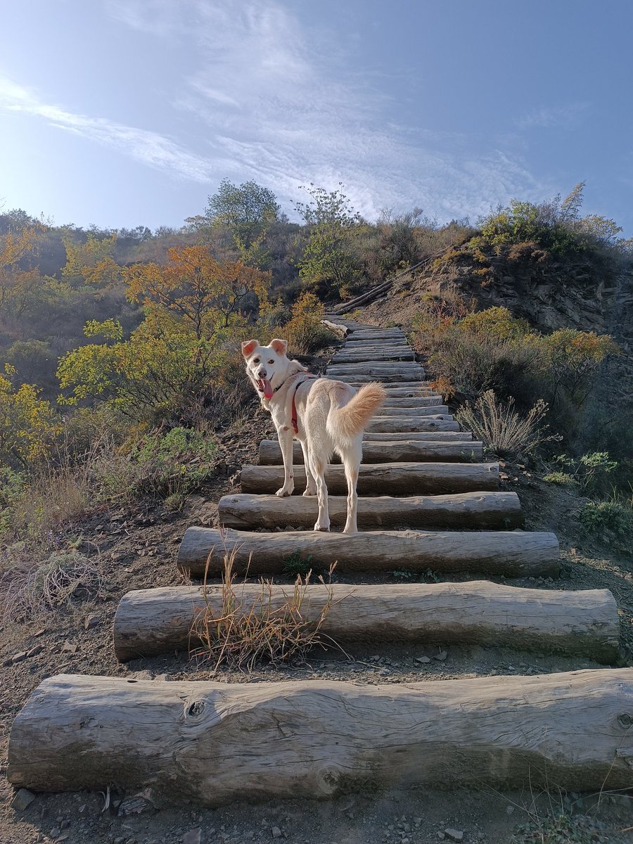 Собака Биба (@sobakabiba) on Twitter photo 