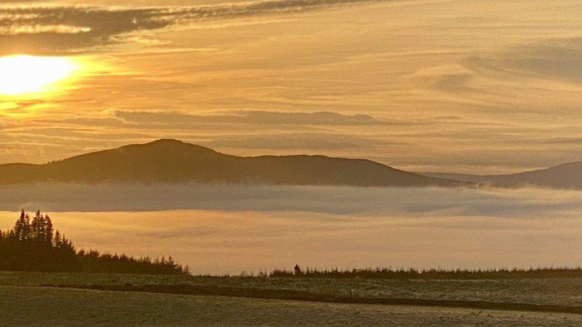 Shaven Raspberry tweet media