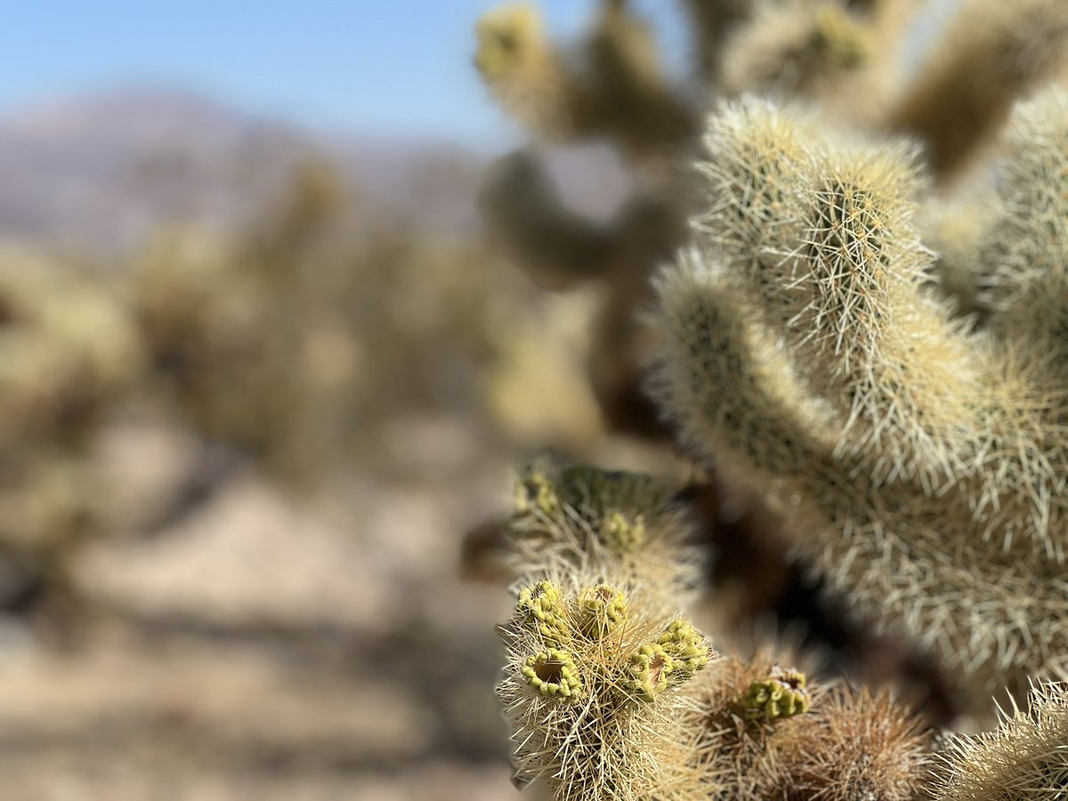 HHLifestyleTrav's tweet photo. #JoshuaTree #GramParsons #CapRock https://t.co/n57YuteE7K