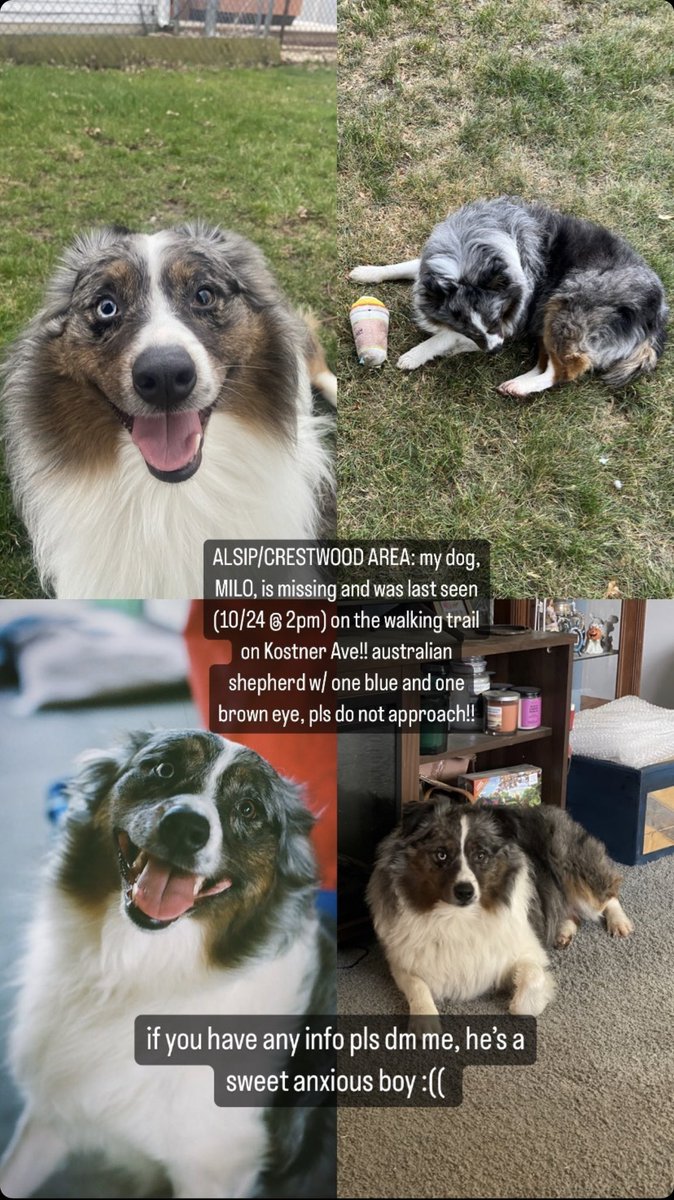 emidge9's tweet image. Please keep an eye out this little guy. #alsip #crestwood #Chicago