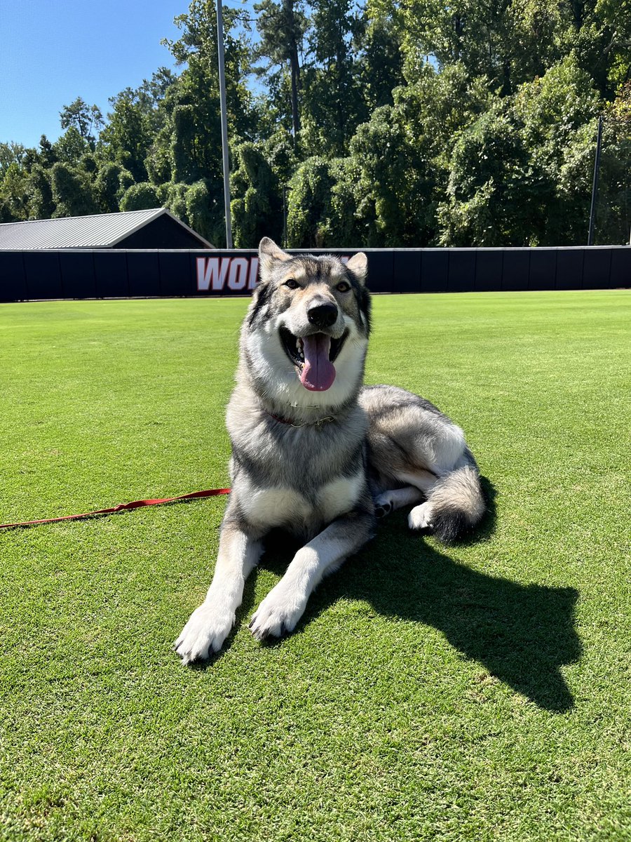 Want more info on @packsbcamp or to pet Tuffy? Subscribe below for camp dates and all the good boy scratches! packsoftballcamp.com/subscribe/