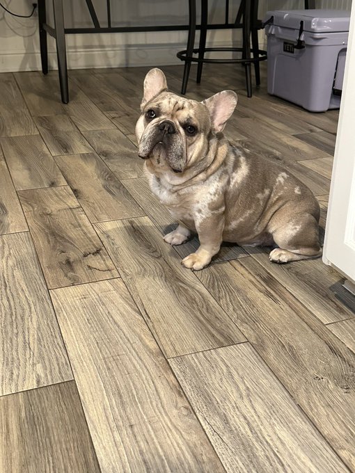 How many likes can my pup get?🥰 https://t.co/49nbvyI3iI