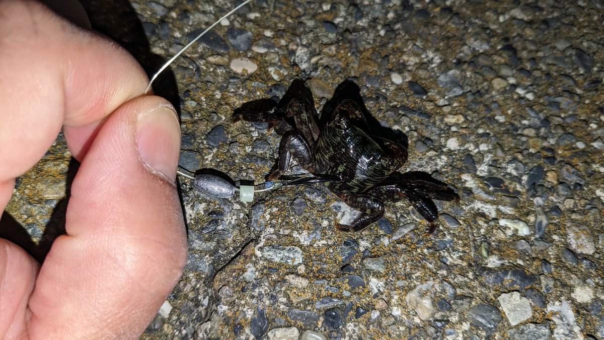 港湾部に凸った( ｰ`дｰ´)ｷﾘｯ（釣行313回目）
拾ったカッニでカサゴ（オツマミ）狙ふ( ｰ`дｰ´)ｷﾘｯ