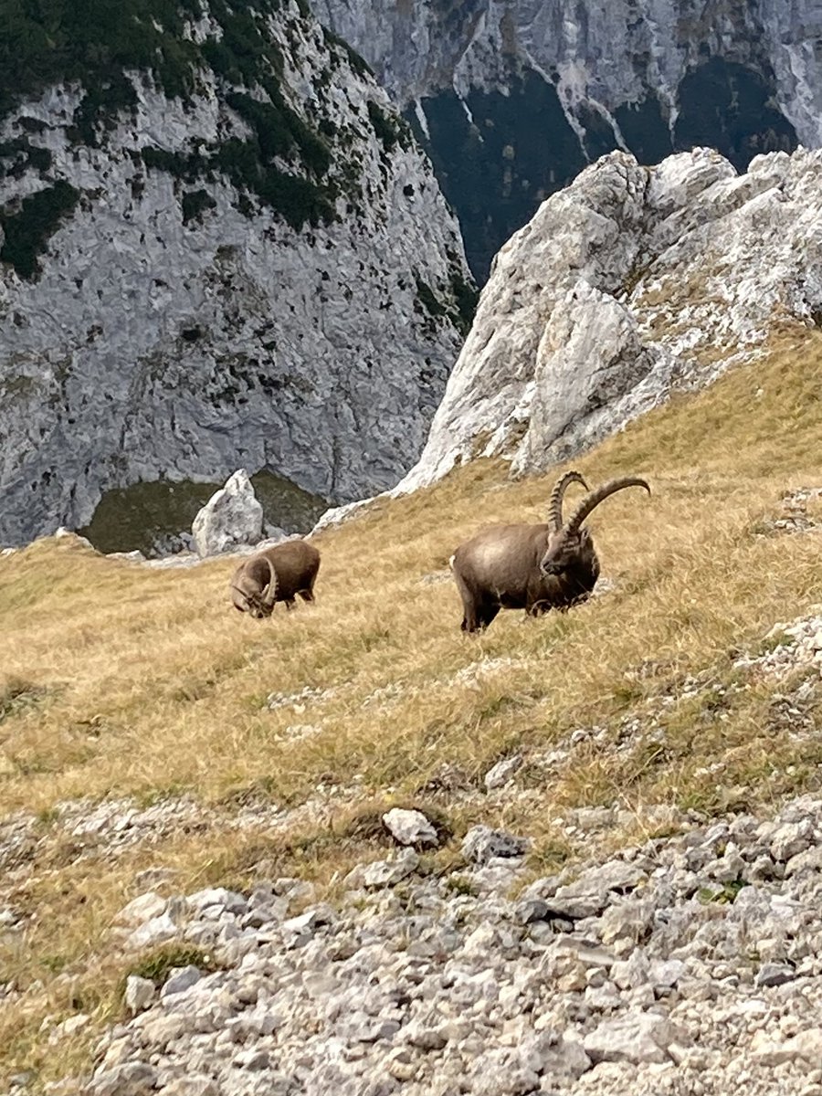 Bogenhand tweet media