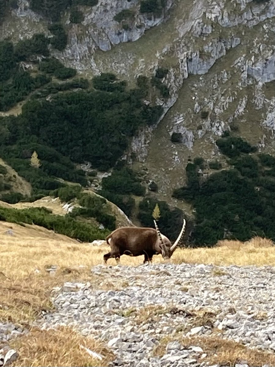 Bogenhand tweet media