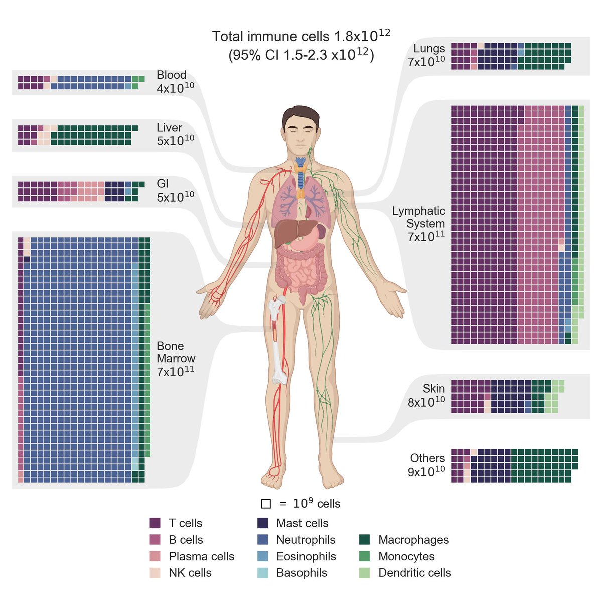 EricTopol's tweet photo. The immune cell census in the human body!
These ~2 trillion cells collectively weigh ~1.2 kg, 40% are lymphocytes, 10% macrophages
https://t.co/hITB3E2MNO
@PNASNews by @RonSender and colleagues @WeizmannScience https://t.co/zZCNMq7MYh