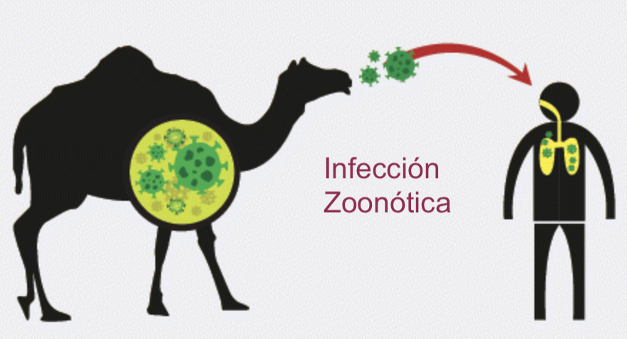 scottlewisb's tweet photo. A algunas personas les gusta ver aves en espacios humanos, y a otros no, pero la realidad es que aves oportunistas van a vivir en espacios antropogénicos. Un problema asociado con eso es las infecciones zoonóticas, que se transmiten entre animales y humanos. 1/4 #CCARE5 #Nav19 https://t.co/pG9nb8i3SQ