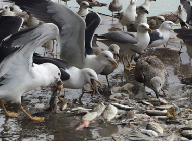 scottlewisb's tweet photo. Las gaviotas pasaron más tiempo cerca de su colonia reproductora. Pasaron mucho tiempo en ecosistemas que son fuentes de agua potable, y en puertos de pesca. Eso implica que las plantas potabilizadoras y la industria de pesca deben ser reguladas con cuidado. 3/4 #CCARE5 #Nav19 https://t.co/TeW0Z0LYQG