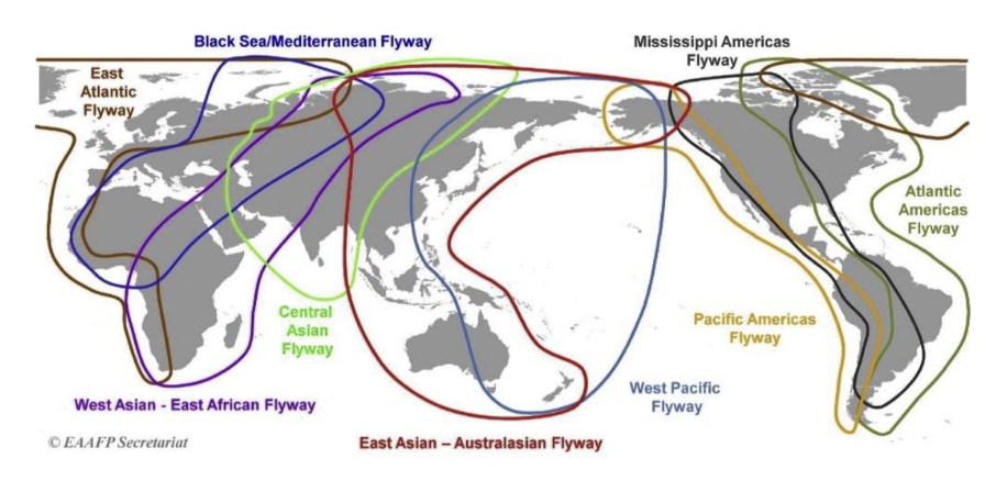 2/4 Virólogos determinaron utilizado datos satélites de aves migratorias, rutas de migración conocidas y casos conocidos de la infección por H5N1 para determinar que la transmisión de la enfermedad ocurrió en el Lago Qinghai en la avicultura industria local. #CCARE5 #Can19