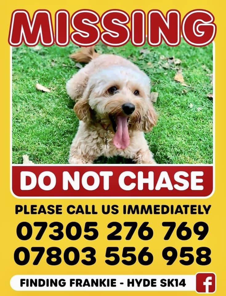 THE MANY FACES OF FRANKIE ⬇️
Imagine getting the news your dogs ran scared after fireworks 💥 were let off while she was on her walk 
SHE RAN TERRIFIED 
If someone found her after running, how tired would she look 🤔 
DID SOMEONE THINK SHE WAS A STRAY #SK14 23/10/22 
1 yr missing