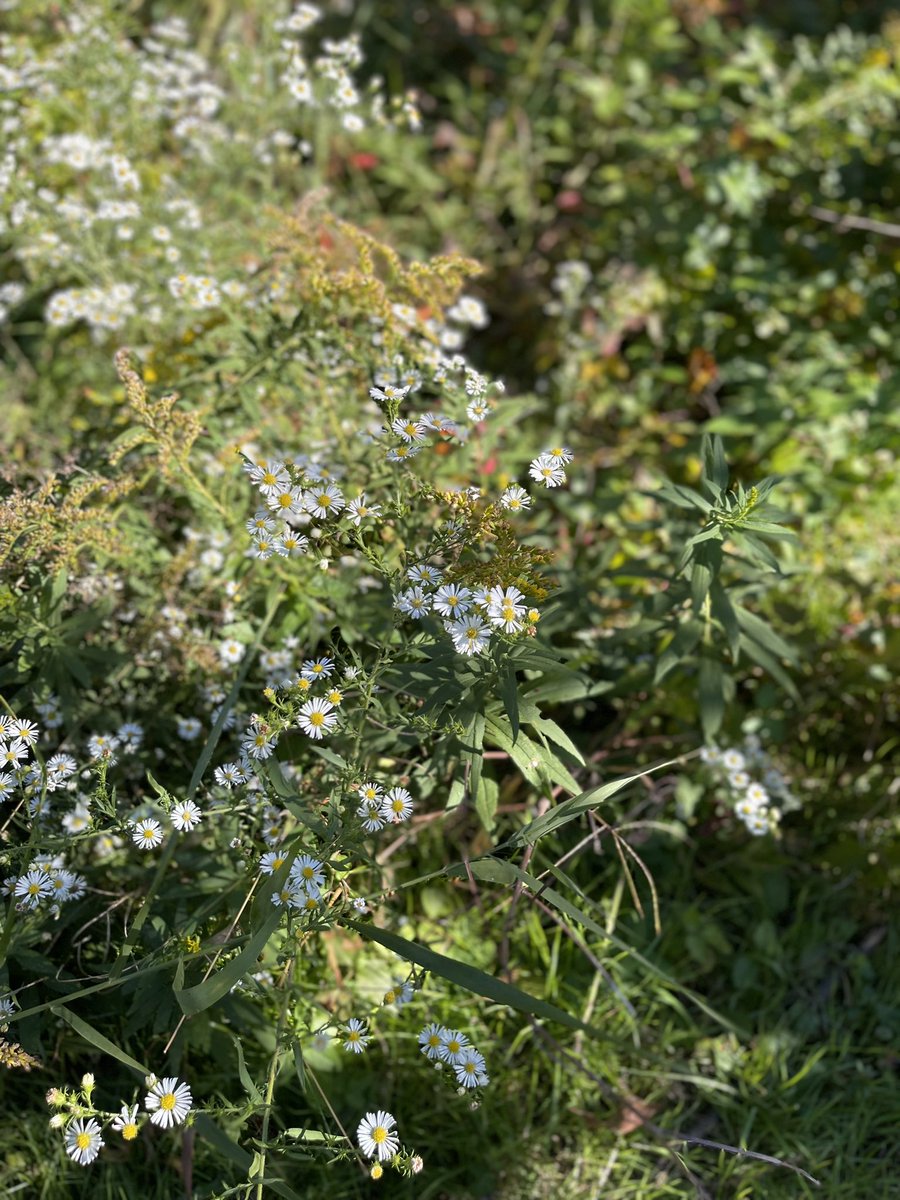 LizTheWicked's tweet photo. Please plant aster over me when I die. 🌿✨ https://t.co/spLuZlHeoU