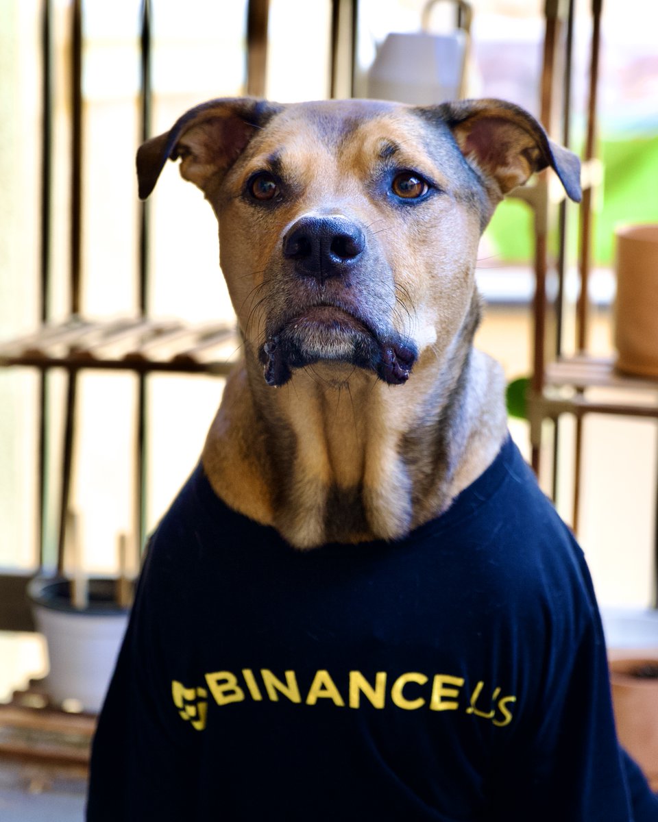 Binance.US 🇺🇸 tweet media