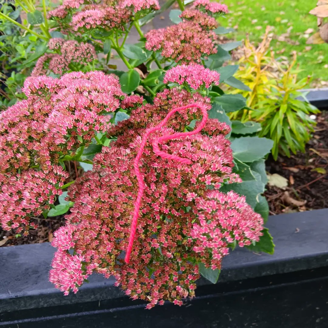 NIForestSchool's tweet image. What a lovely morning of Forest School Training with P2&apos;s at @KnockbredaPS.They looked at #camouflage and played birds and worms. After break, we used #hacksaws and made #bubble wands out of elder.
Thank you @belfastcc for funding the Forest School programme.
#nifsa