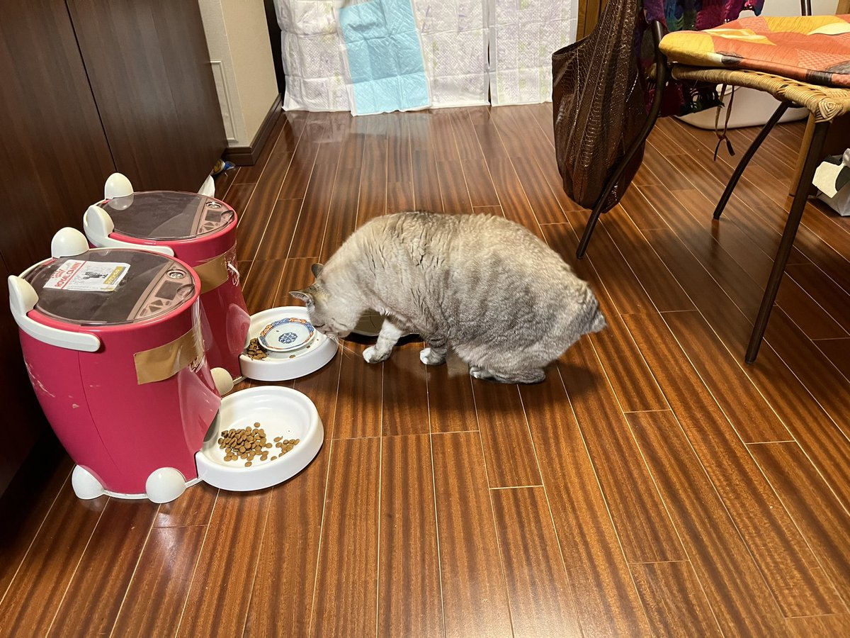 toriniku_oimo's tweet photo. 美味しいの食べてるの、恨めしそうにジッと待つけど、やっぱり無かった鶏肉。悔しいね🥹🥹🥹🥹 https://t.co/dVIomUlpIl