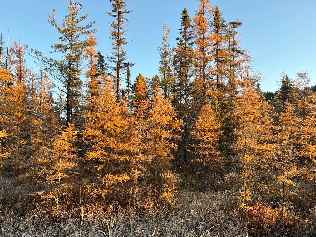 Algonquin_PP tweet picture