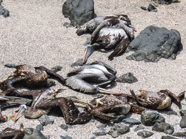 AveryRoseNolan's tweet photo. 1/4 Este es mi primer tweet sobre la introducción. La gripe aviar altamente patógena tiene fuertes impactos en las aves salvajes en Perú. La gripe es el panzootico más grande en nuestra historia esta gripe empezó en aves domésticas y se propagó a las aves salvajes #CCARES5 #Gam23 https://t.co/oipyagdL0c