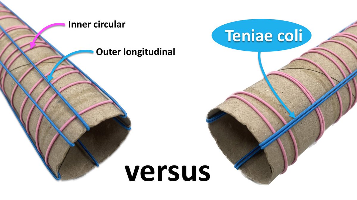 Crafty #histology tip to help students visualise the relationship of the outer longitudinal smooth muscle layer of muscularis externa in the GI tract: