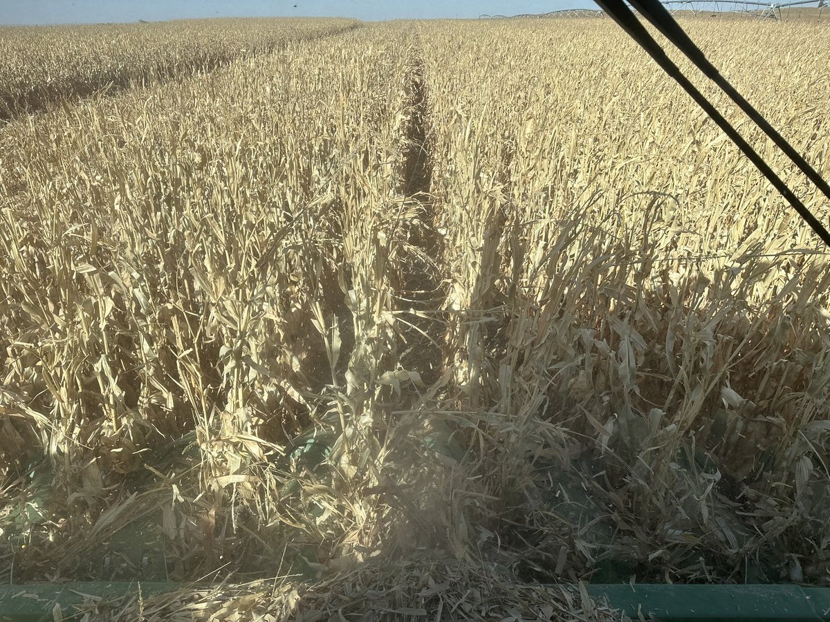 <a href="/PioneerSeeds/">Pioneer Seeds U.S.</a>  P1278Q cranking out the bushels in SW NE