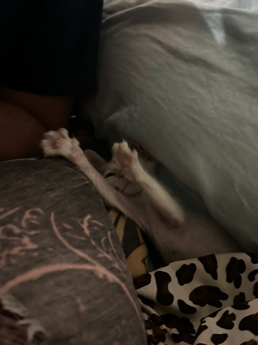 la_correita's tweet photo. 🆘❤️😻❤️😻❤️😻❤️🆘
Por favor difundir
Gatito muy cariñoso de 2 meses resguardado de la lluvia por un ángel, busca a su Karen!!
Necesita un hogar amoroso y responsable❤️
Dale la oportunidad! 😻
Ubicado en Guatire y se puede trasladar a Caracas
📱04140786617
Twitter haz tu magia 😍 https://t.co/nwr5ICwf69