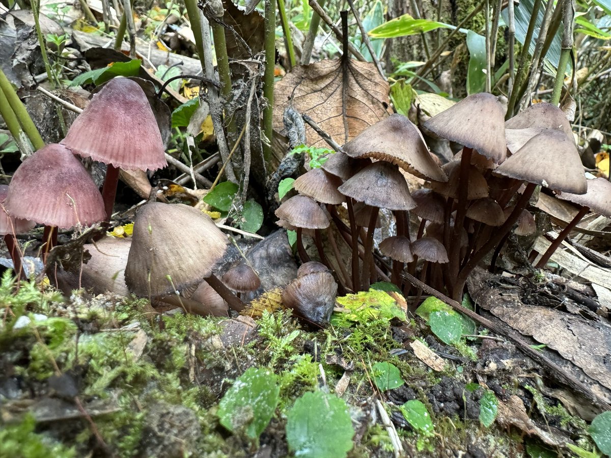 #蝦夷地　#北海道　#きのこ
#mushroom  #nature  #forest 
#photographer #fungi 
#mushroomphotography