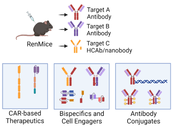 RenMab's tweet photo. Without a need for downstream antibody humanization, the versatility of our platforms is unmatched. Learn more about our RenMab models: https://t.co/V1ybXXVc0O (Image created with BioRender) #antibodydiscovery #antibodytherapeutics #beacon #singlecell #antibodycloning #innovation https://t.co/A0Z48cVNG8