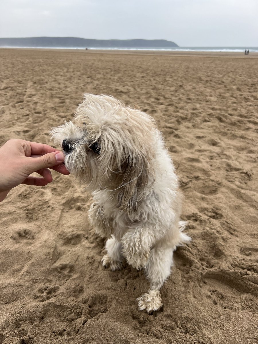 Treatos pls, this zombie hunting is hard work! Would you ask for treatos? @ZombieSquadHQ #ZSHQ #snacktime #beachlife #hollibobs #dogsofX #shorkie #iampuh 🐶🐾💕