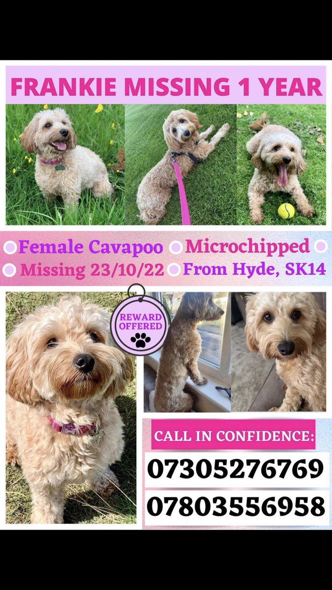 One whole year how do the family cope with this #Findfrankie this is why we do what we do. Come on #pettheftarmy let’s do this .